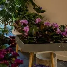 Afrikansk viol fra Sabrina's Blomster